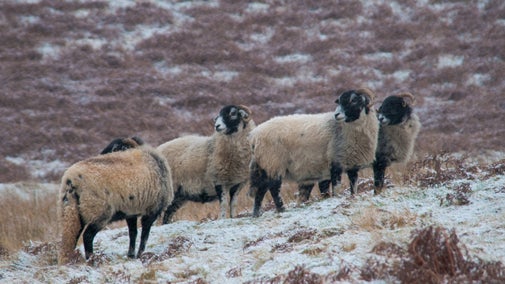 Four Swaledale sheep on a snowy day on Melbreak, near Crummock Water, Cumbria